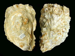 Ostrea: Ostrea sp. del Mioceno superior del Alamillo (Mazarrn). Longitud = 10 cm 