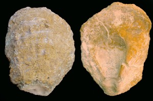 Ostrea: Valva izquierda de Ostrea sp. del Mioceno superior de Molina de Segura. Obsrvese el rea de cimentacin en la zona umbonal. Longitud = 13 cm 