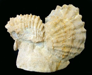 Ostrea: Ejemplares de Ostrea sp. del Mioceno superior del Alamillo (Mazarrn). La longitud del mayor de los ejemplares es de unos 6'5 cm 