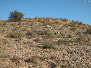 Acebuche (Olea europaea var. silvestris) creciendo en ladera de pequeñas matas