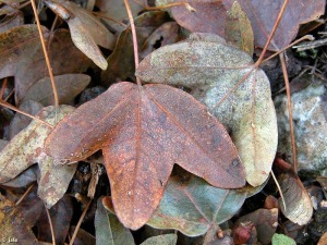 Sierra Espua