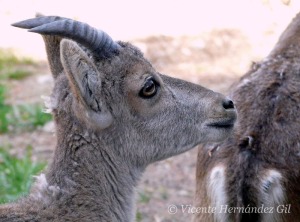 Cabra monts, habitante autctono de nuestras sierras [sierras]