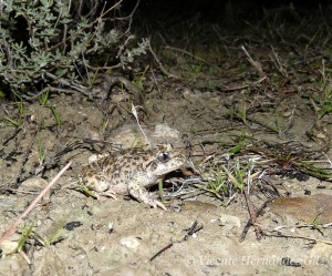 El Sapo partero Btico, especie endmica de las sierras Bticas 