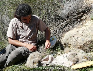 Es esencial el trabajo de investigacin de campo para la conservacin de nuestra fauna. Mario, con polluelos de Bho Real 