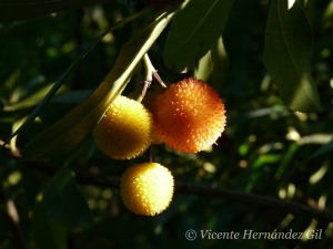 Frutos del Madroo 