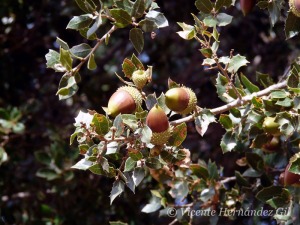 Bellotas de encina, alimento del bosque mediterrneo que fructifica cuando ms falta hace, en invierno 