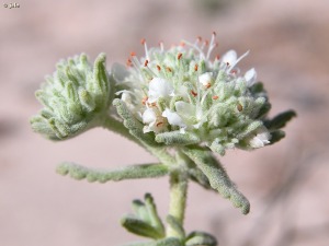 San Pedro del Pinatar