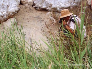 En verano o si las lluvias no han sido suficientes, se secan, proceso natural al que se encuentran adaptados fauna y vegetacin 