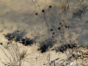 Se produce un boom de las poblaciones de insectos, crustceos, anfibios... 