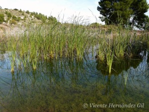 Vegetacin sumergida y emergida de las charcas (Chara y Enea) 