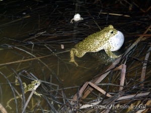 Muy distintas especies de anfibios se reunen para reproducirse (Sapo corredor y sapillo moteado) 