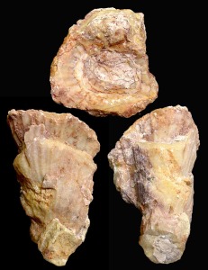 Radiolites: Rudista (Radiolites aff.). Ejemplar de la coleccin del rea de Geologa de la Univ. de Murcia. Longitud = 7 cm [bivalvos 3]