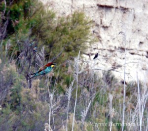 El abejaruco y la grajilla son especies tpicas del talud 