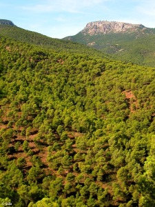 Pinares de Sierra Espuña, resultado de una excelente repoblación del cartagenero Ricardo Codorniú