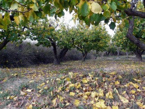 Albaricoqueros, vegetacin de zonas rurales 