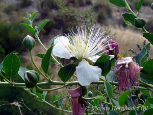 Capparis spinosa, planta que acompaa al hombre en estas latitudes 