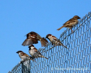 Passer domesticus. Su nombre habla del tiempo que hace que nos acompaa esta especie [medio urbano]