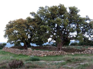 El Calar de las Cuevas de Zan, tiene, adems del inters geolgico, otros valores naturales e histricos que le confieren un gran potencial para usos culturales. En la foto dos grandes carrascas