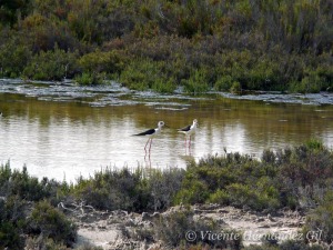 Los humedales albergan enormes valores y funcionalidades, que son an mayores en territorios semiridos [humedales]