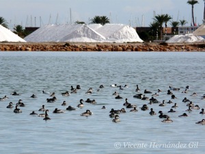 Humedal de tipo salinas costeras, que compaginan los usos con la conservacin 