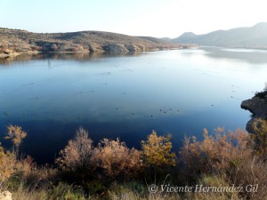 Vegetacin de humedales. Tarays en el embalse de Santomera 