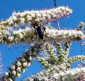 Taray en flor 