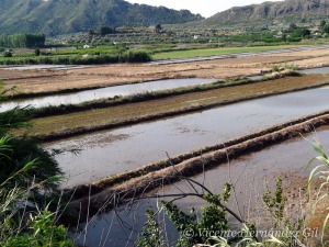 Humedales de tipo arrozales en Calasparra [humedales]