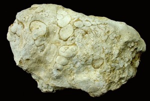 Caliza con gasterpodos del Oligoceno de Moratalla 