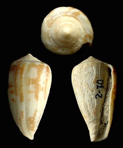 Conus sp. del Pleitoceno de Cartagena que conserva parcialmente la coloracin de la concha. Longitud = 5 cm 