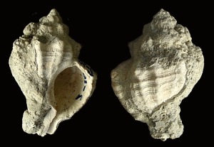 Trunculariopsis sp. del Pleistoceno de Cartagena. De sus descendientes se extraa tinte de color prpura 