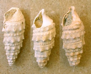 Cerithium sp. del Plioceno de Mazarrn. Longitud = 3'5 cm 