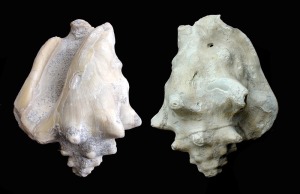 Strombus bubonius del Pleistoceno de Escombreras (Cartagena). Longitud = 12 cm. Es el gasterpodo ms interesante de la regin por sus implicaciones climticas y cronolgicas 