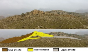 Cara sur e interpretacin (basada en dibujos del Dr. C. Santisteban) del arrecife 2 (Alto del Rellano). Obsrvese como el arrecife prograda hacia la derecha al ascender el nivel del mar 