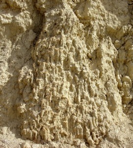 Detalle de una de las colonias ramificadas de Tarbellastraea sp. que aparecen en el corte de la carretera. Obsrvese como est invertida [LIG Rellano]