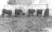 Corrales de la plaza de toros en 1948