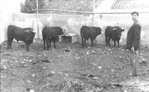 Corrales de la plaza de toros en 1948