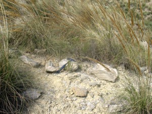 Los bancos de Crassostrea crassissima son comunes en este Lugar de Inters Geolgico. Su recoleccin est prohibida [Rambla Canteras]