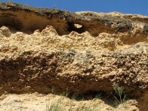 Detalle de un edificio coralino formado por Porites sp. Estas rocas son muy permeables y fciles de disolver, son buenos acuferos 