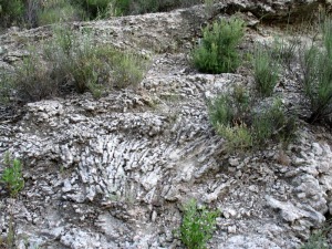 Existen numerosos sitios donde se pueden ver los corales en posicin de vida. Aqu colonias ramificadas de Porites sp 