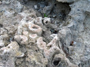 Son raros pero hay algunos enclaves bien conservados de bancos de corales formados por Tarbellastrea sp 