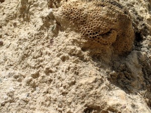 Una colonia de coral de Tarbellastrea sp 