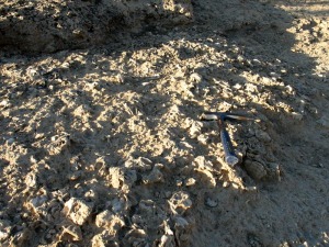 Asombrosa acumulacin de ostras prximas al cauce del ro Guadalentn. La zona posee restos histricos y est prxima al enclave de las fallas ms representativas del lugar 