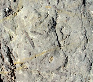 Detalle de un yacimiento de cefalpodos (belemnites y ammonites) del Jursico inferior de Moratalla 