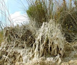 A pesar de la escasez de agua en la zona, aun existen pequeas surgencias que precipitan carbonatos sobre la vegetacin manteniendo activa la formacin de travertinos (parada 4) 