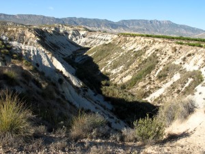 Vista de la rambla de Perea. La ladera de la derecha contiene mucha vegetacin que limita las margas marinas del Mioceno superior y las rocas detrticas del Plio-Cuaternario 