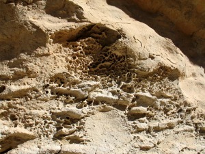 El viento y el agua producen esta tpica erosin en alveolos 