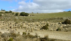 La zona conserva los elementos rurales tpicos 