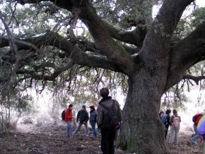 En el entorno de Inazares quedan algunos rboles centenarios, monumentos naturales que evocan tiempos mejores para la vegetacin de la zona. Profesores de instituto bajo una gran encina