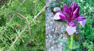 En el ascenso al monte de las cenizas se puede observar vegetacin muy interesante, como diversas especies iberoafricanas y orqudeas 