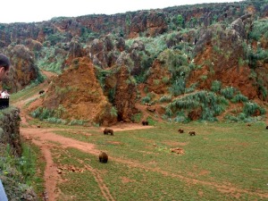 El zoolgico de Cabrceno. Los animales retozan entre geoformas originadas por una historia geolgica y minera que merece ser valorada en la visita 